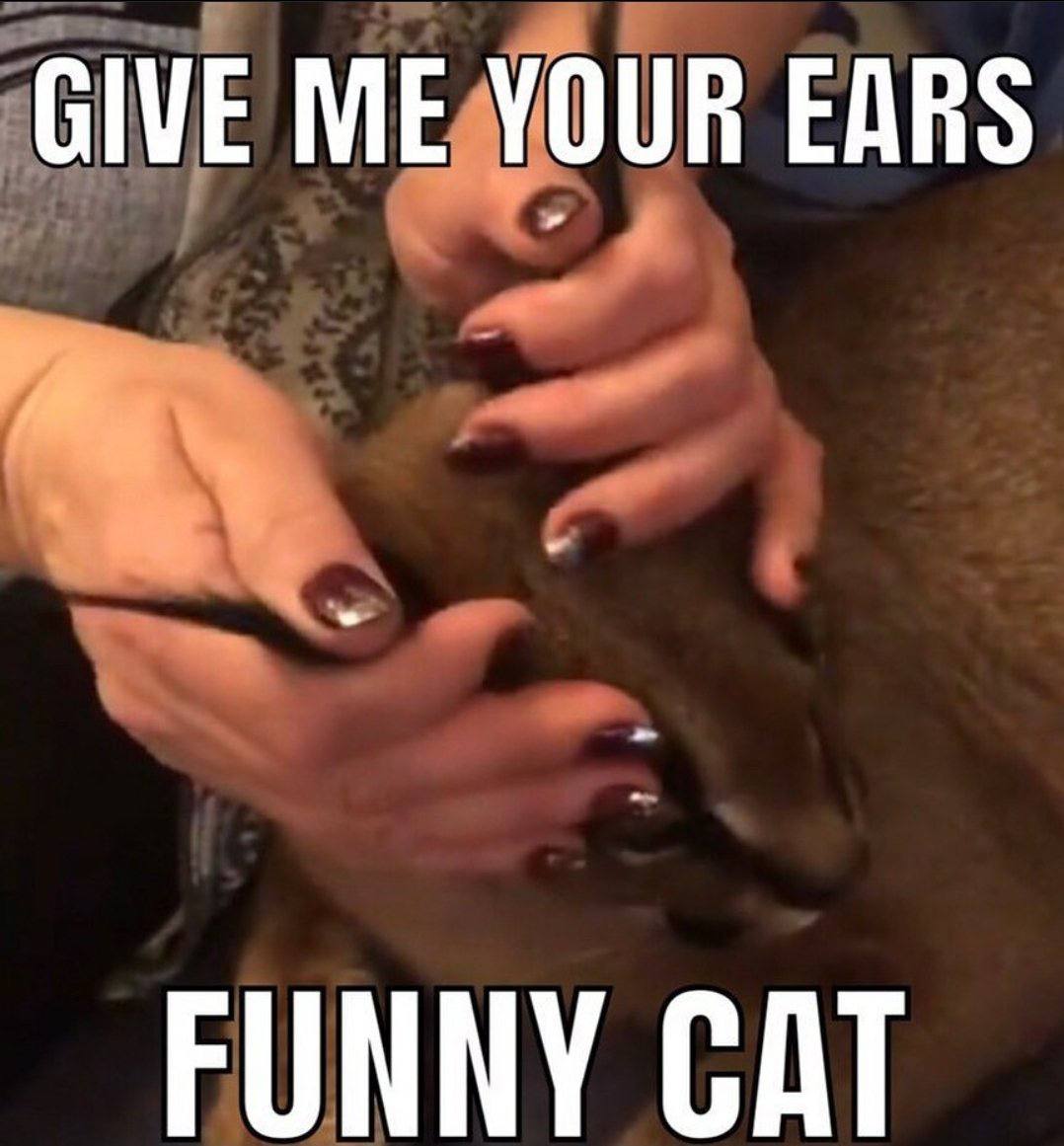 GIVE ME YOUR EARS FUNNY CAT