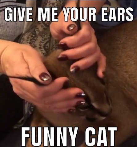 GIVE ME YOUR EARS FUNNY CAT