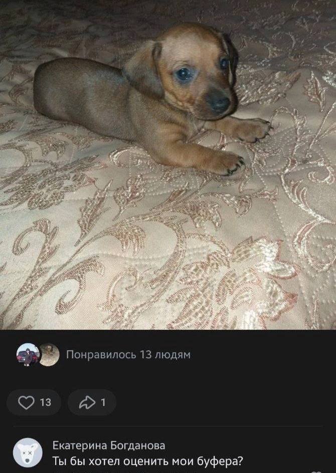 at у Понравилось 13 людям Екатерина Богданова Ты бы хотел оценить мои буфера?