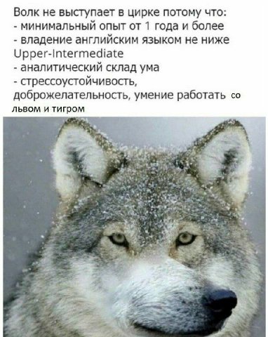 Волк не выступает в цирке потому что: минимальный опыт от 1 года и более владение английским языком не ниже Upper-Intermediate аналитический склад ума стрессоустойчивость, доброжелательность, умение р