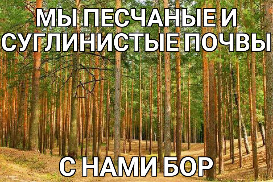 СУГЛИНИСТЫЕ почвы i я i HAM