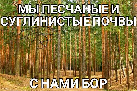 СУГЛИНИСТЫЕ почвы i я i HAM