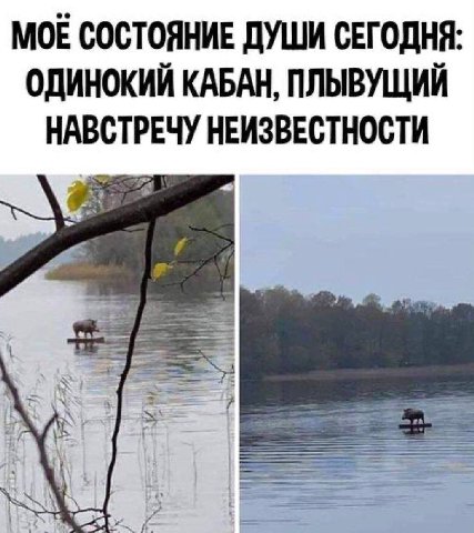 МОЕ СОСТОЯНИЕ ДУШИ СЕГОДНЯ: ОДИНОКИЙ КАБАН, ПЛЫВУЩИЙ НАВСТРЕЧУ НЕИЗВЕСТНОСТИ