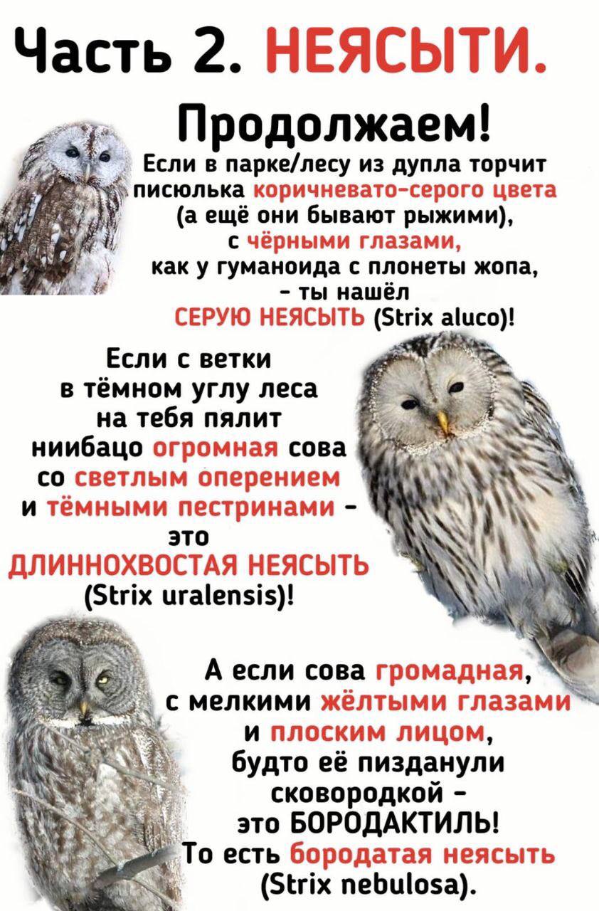 Часть 2. НЕЯСЫТИ. Продолжаем! Если в парке/лесу из дупла торчит писюлька коричневато-серого цвета 21 (a они бывают рыжими), с чёрными глазами, 4% как у гуманоида с плонеты жопа, ты нашёл СЕРУЮ НЕЯСЫТЬ