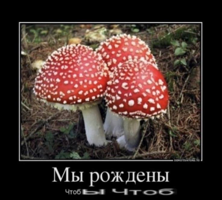 у Мы рождены