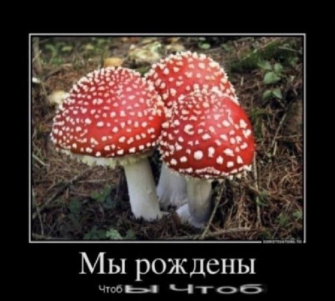 у Мы рождены