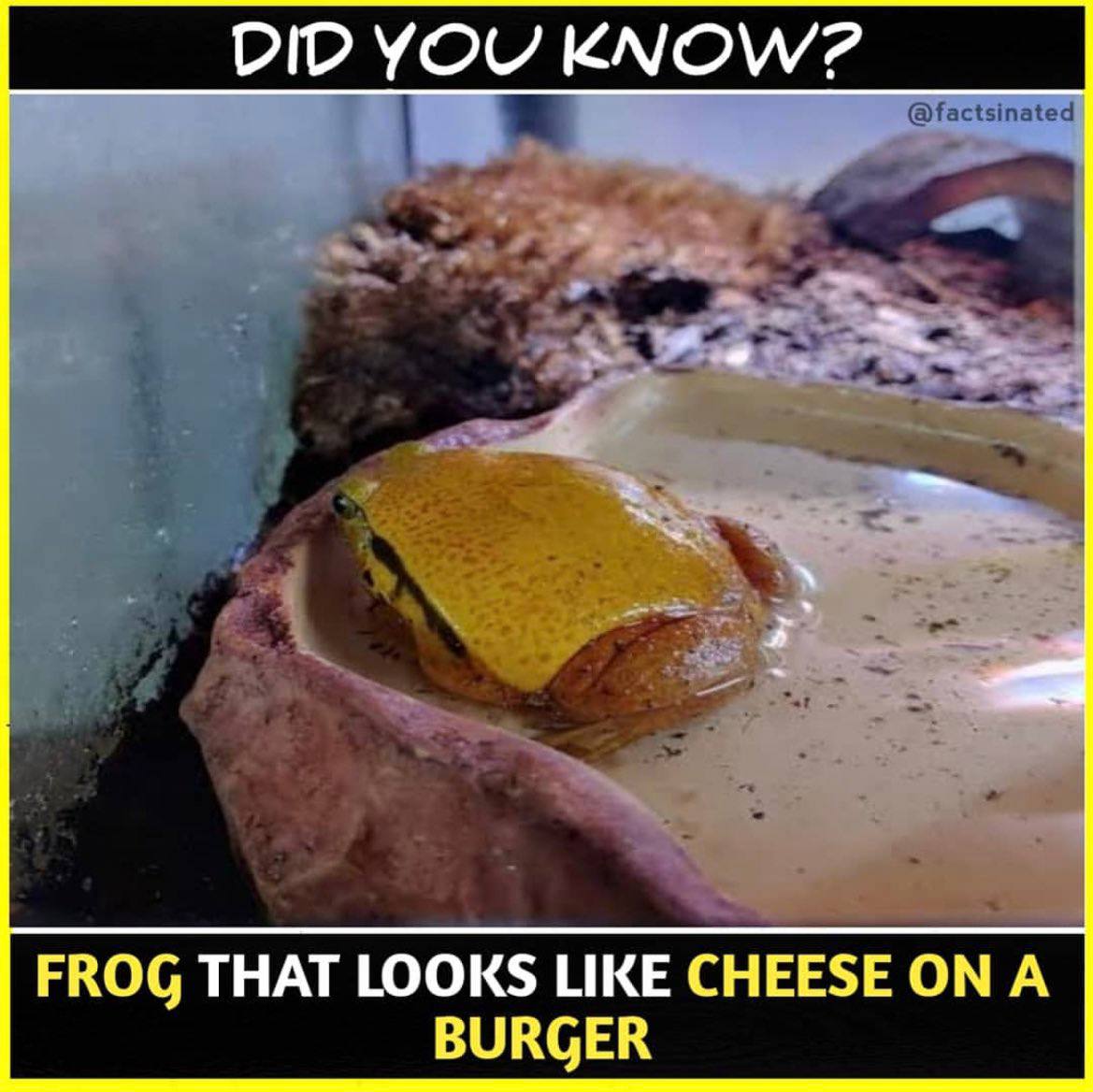 DID YOU FROG THAT LOOKS LIKE CHEESE А