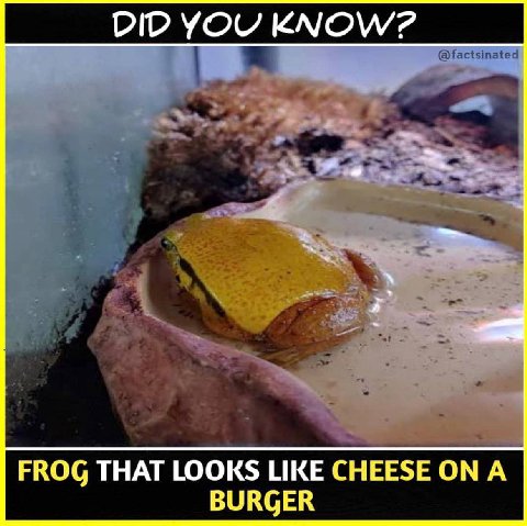 DID YOU FROG THAT LOOKS LIKE CHEESE А