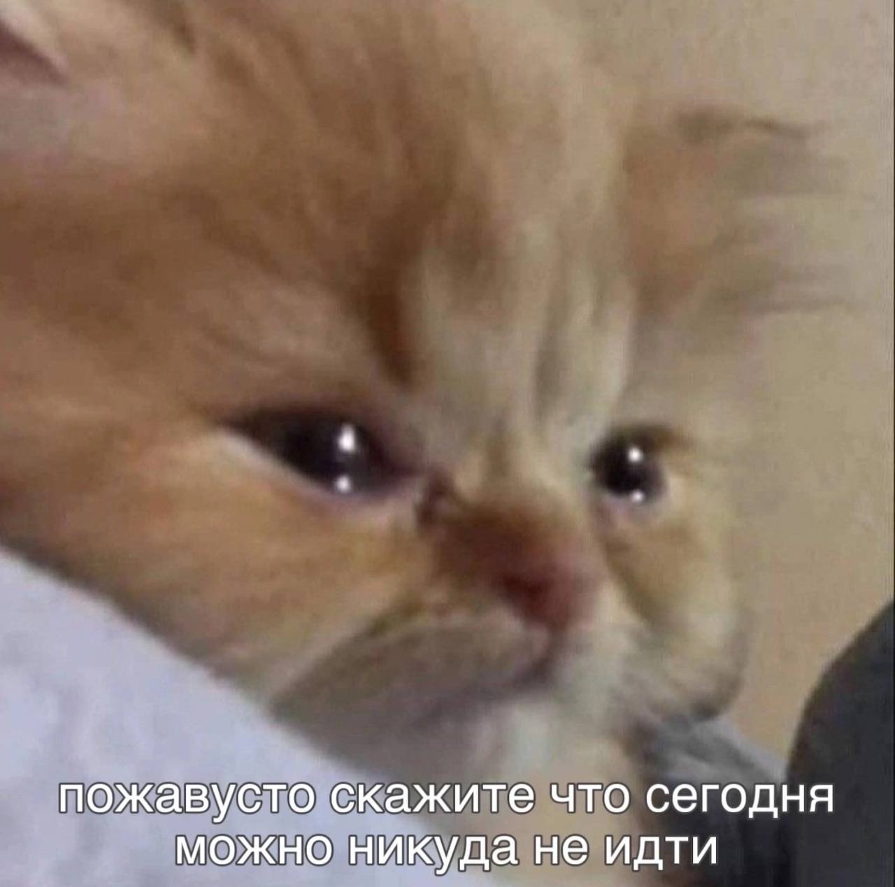 пожавусто скажите что сегодня можно никуда не идти