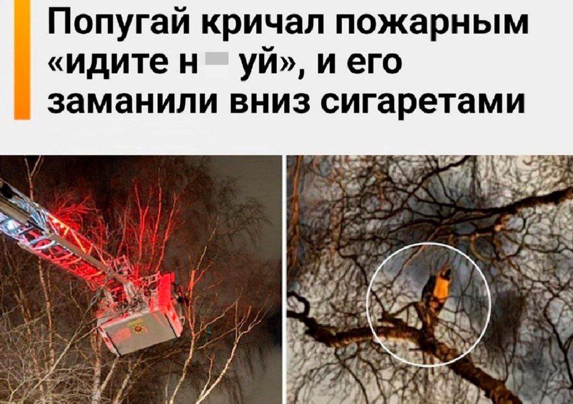 Попугай кричал пожарным «идите и его заманили вниз сигаретами ‚28