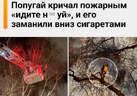 Попугай кричал пожарным «идите и его заманили вниз сигаретами ‚28