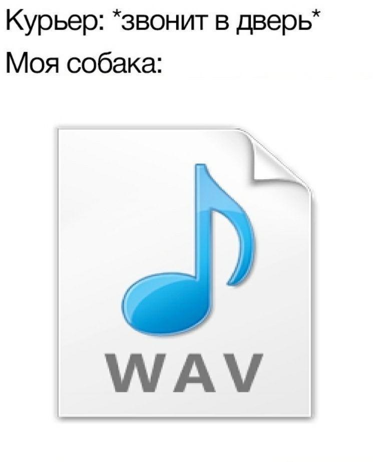 Курьер: *звонит в дверь” Моя собака: WAV