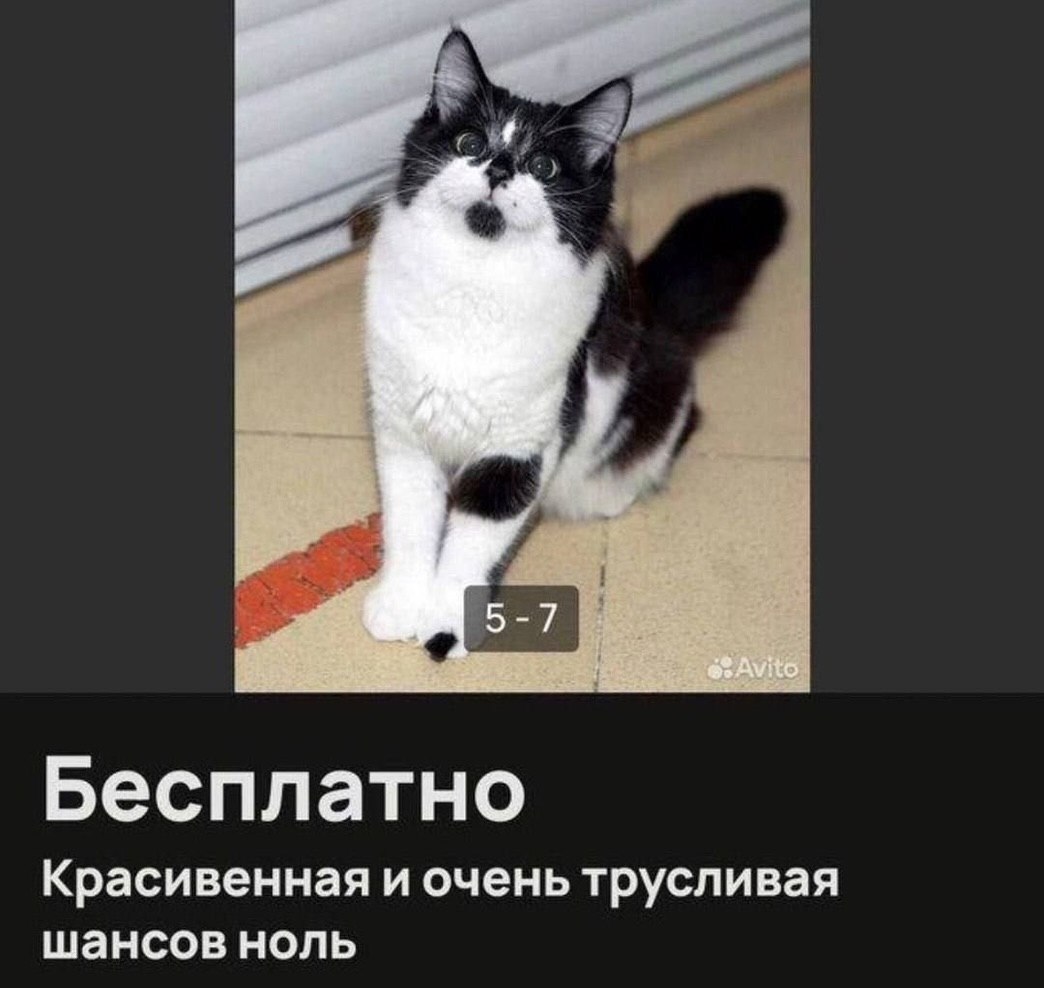5 Бесплатно Красивенная и очень трусливая шансов ноль