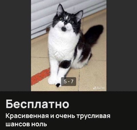 5 Бесплатно Красивенная и очень трусливая шансов ноль