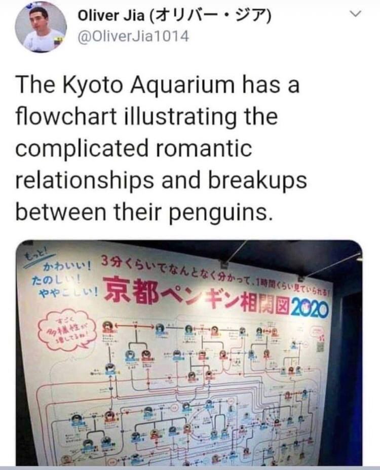 a Oliver У @OliverJia1014 The Kyoto Aquarium has a flowchart illustrating the complicated romantic relationships and breakups between their penguins. 39 в ane
