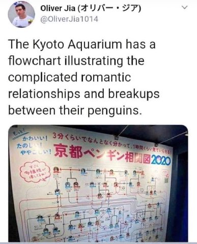 a Oliver У @OliverJia1014 The Kyoto Aquarium has a flowchart illustrating the complicated romantic relationships and breakups between their penguins. 39 в ane