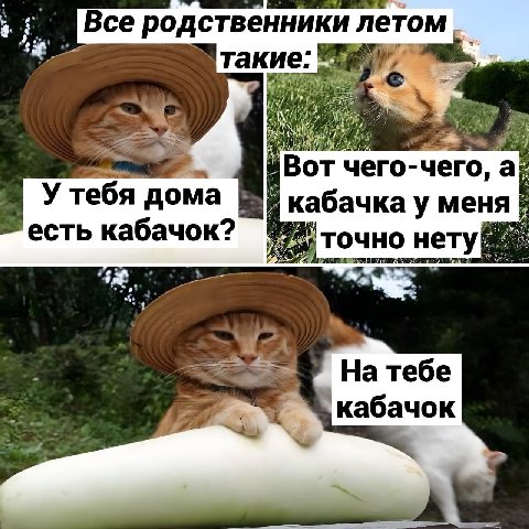 Все родственники летом такие: чего-чего, У тебя дома кабачка у меня есть кабачок? `точно нету тебе “кабачок
