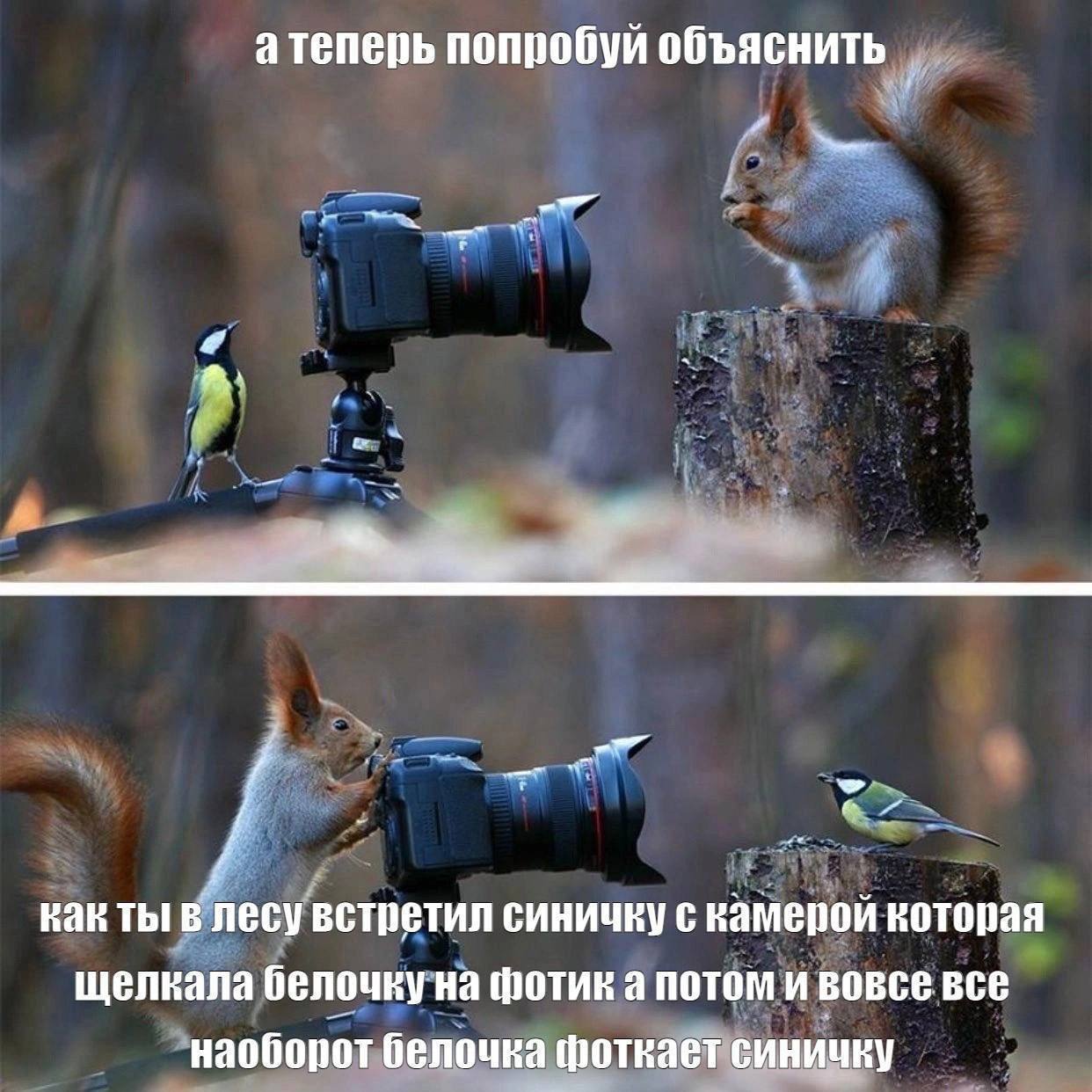 атеперь попробуй объяснить hak ты в лесу встретил синичку с камерой которая щелкала белочку на фотик а потом и вовсе все наоборот белочка фоткает синичку