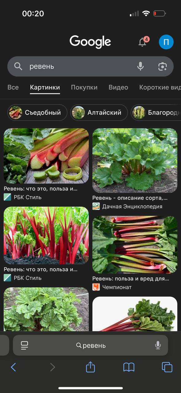 00:20 all Google О. ревень Все Картинки Покупки Видео Короткие виг Съедобный Алтайский Благород 7 7 25. i Ревень: что это, польза и... РБК Стиль Ревень описание Дачная Энциклопедия и у aN 27: Ревень: 