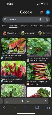 00:20 all Google О. ревень Все Картинки Покупки Видео Короткие виг Съедобный Алтайский Благород 7 7 25. i Ревень: что это, польза и... РБК Стиль Ревень описание Дачная Энциклопедия и у aN 27: Ревень: 