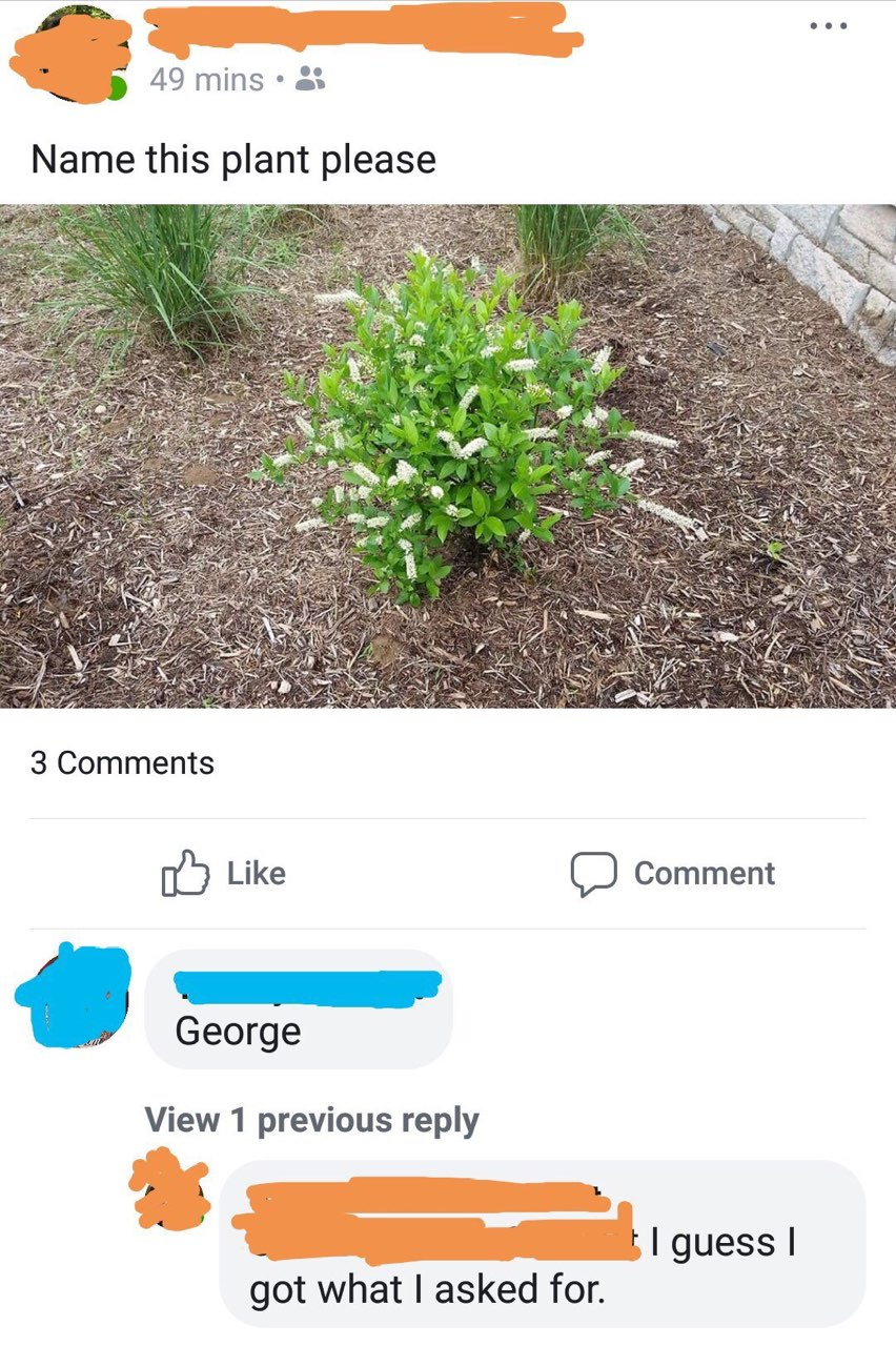 49 mins at Name this plant please pls я 19 К CAS Like Comment View 1 previous reply got what asked for.