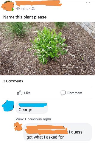 49 mins at Name this plant please pls я 19 К CAS Like Comment View 1 previous reply got what asked for.