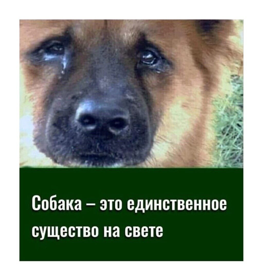 2. Собака это единственное существо на свете