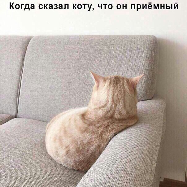 Когда сказал коту, что он приёмный
