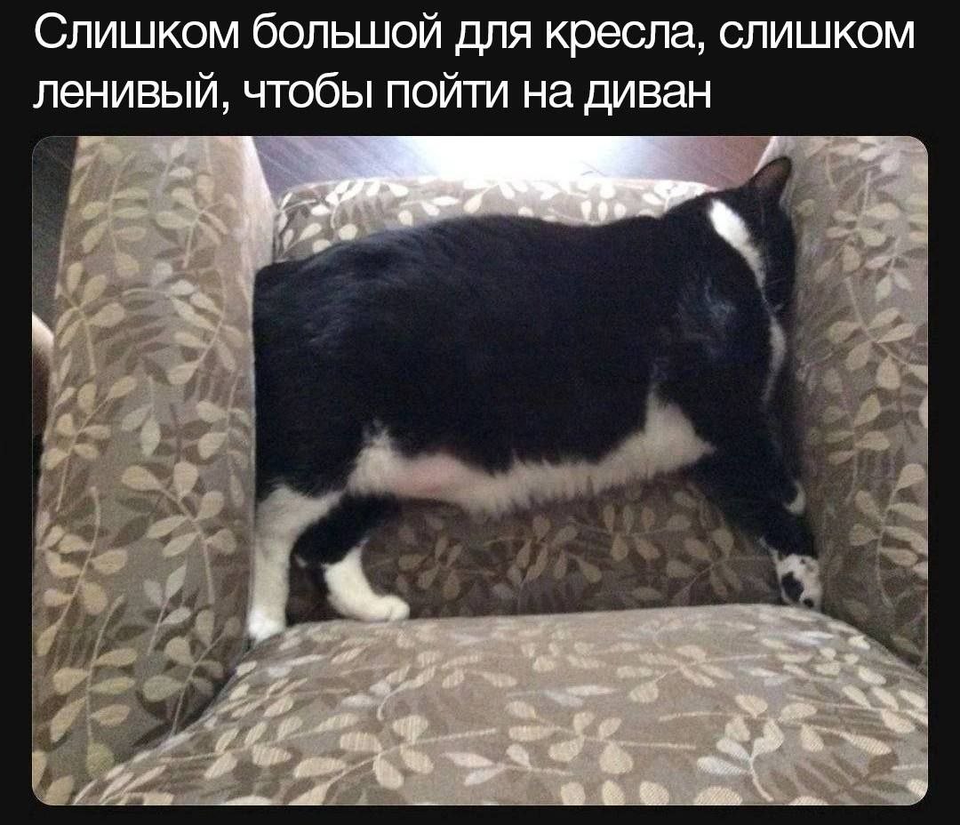 Слишком большой для кресла, слишком ленивый, чтобы пойти на диван