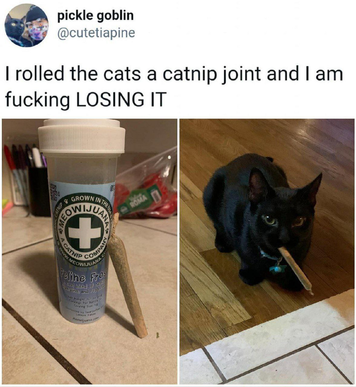 pickle goblin @cutetiapine rolled the cats a catnip joint and fucking LOSING IT OWN