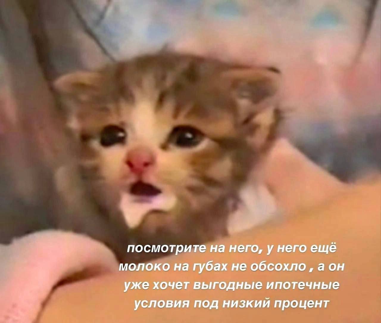 посмотрите на него, у него ещё молоко на губах не обсохло a уже хочет выгодные ипотечные условия под низкий процент