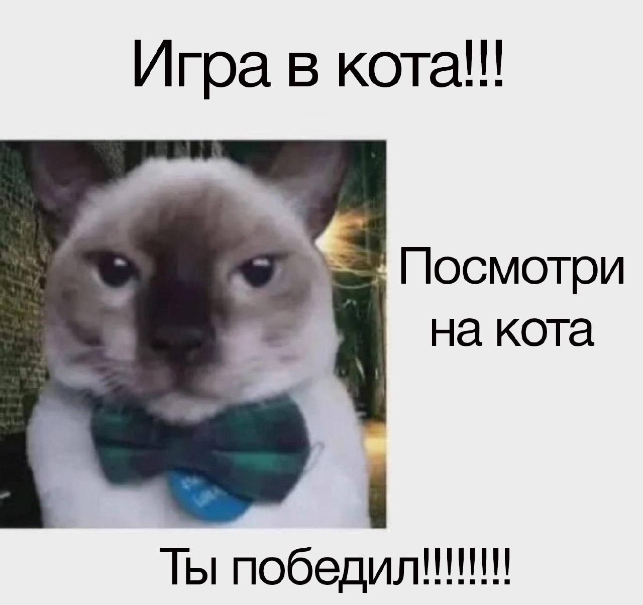 Игра в кота!! Посмотри на кота Ты