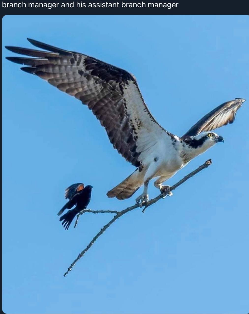 branch manager and his assistant branch manager