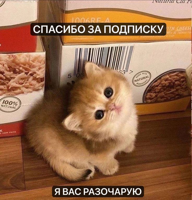 i СПАСИБО ЗА ПОДПИСКУ Я ВАС РАЗОЧАРУЮ