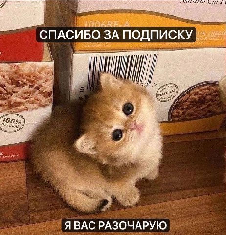 i СПАСИБО ЗА ПОДПИСКУ Я ВАС РАЗОЧАРУЮ