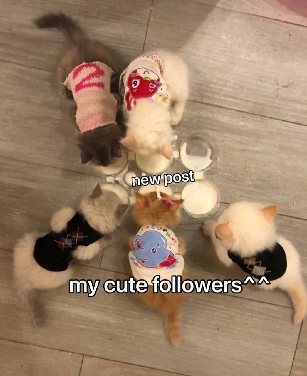 my cute