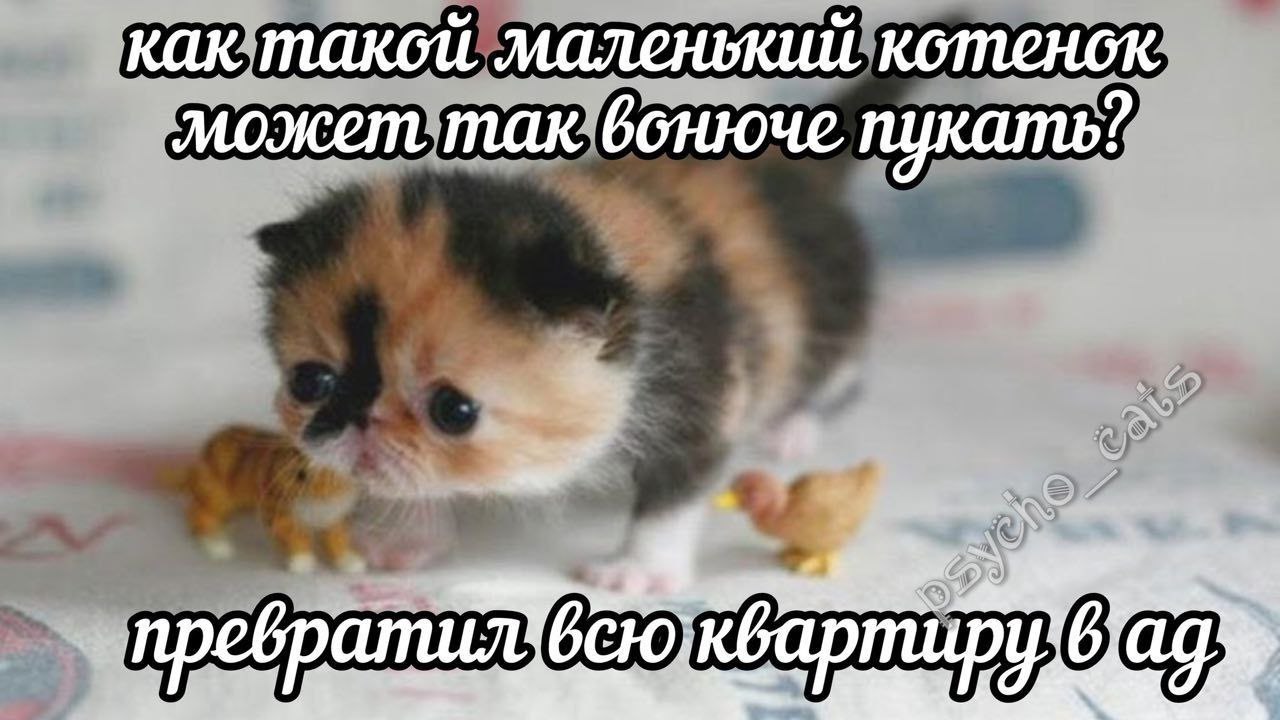 как такой маленький может так. пукать? CHO; Me