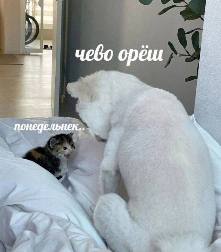в 3% понедельнек.. у