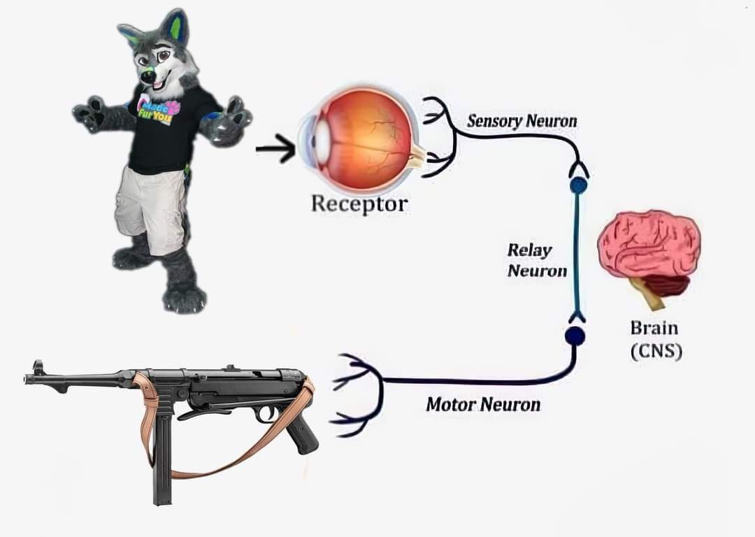 Sensory Neuron А 4 Receptor Relay Neuron Brain (CNS) Motor Neuron