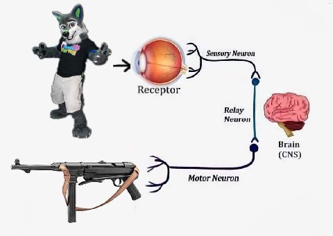 Sensory Neuron А 4 Receptor Relay Neuron Brain (CNS) Motor Neuron