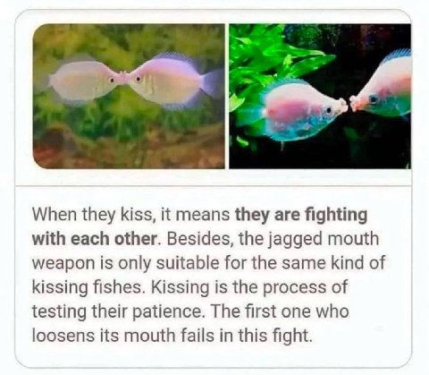 When they kiss, it means they are fighting with each other. Besides, the jagged mouth weapon is only suitable for the same kind of kissing fishes. Kissing is the process of testing their patience. The