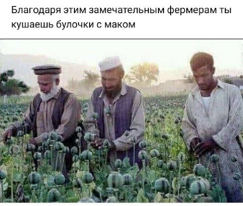 Благодаря этим замечательным фермерам ты кушаешь булочки с маком $2