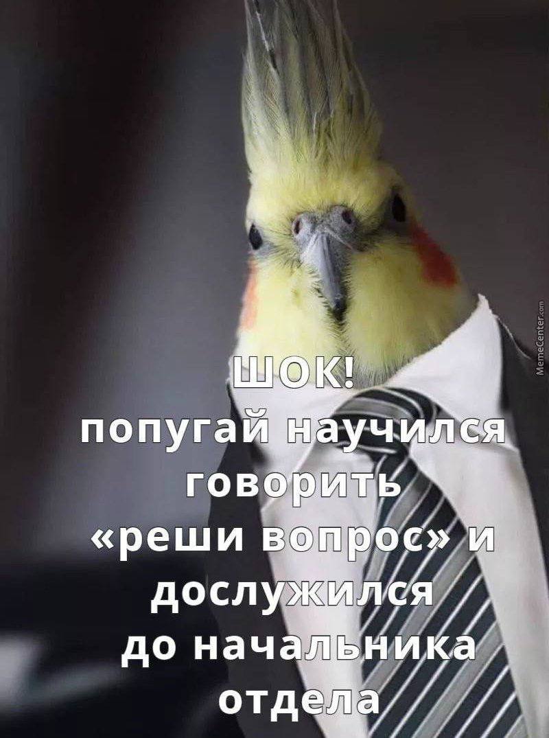 К! попуга ГОВО «реши в дослу Ился до нача отд. a//