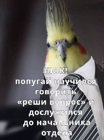 К! попуга ГОВО «реши в дослу Ился до нача отд. a//