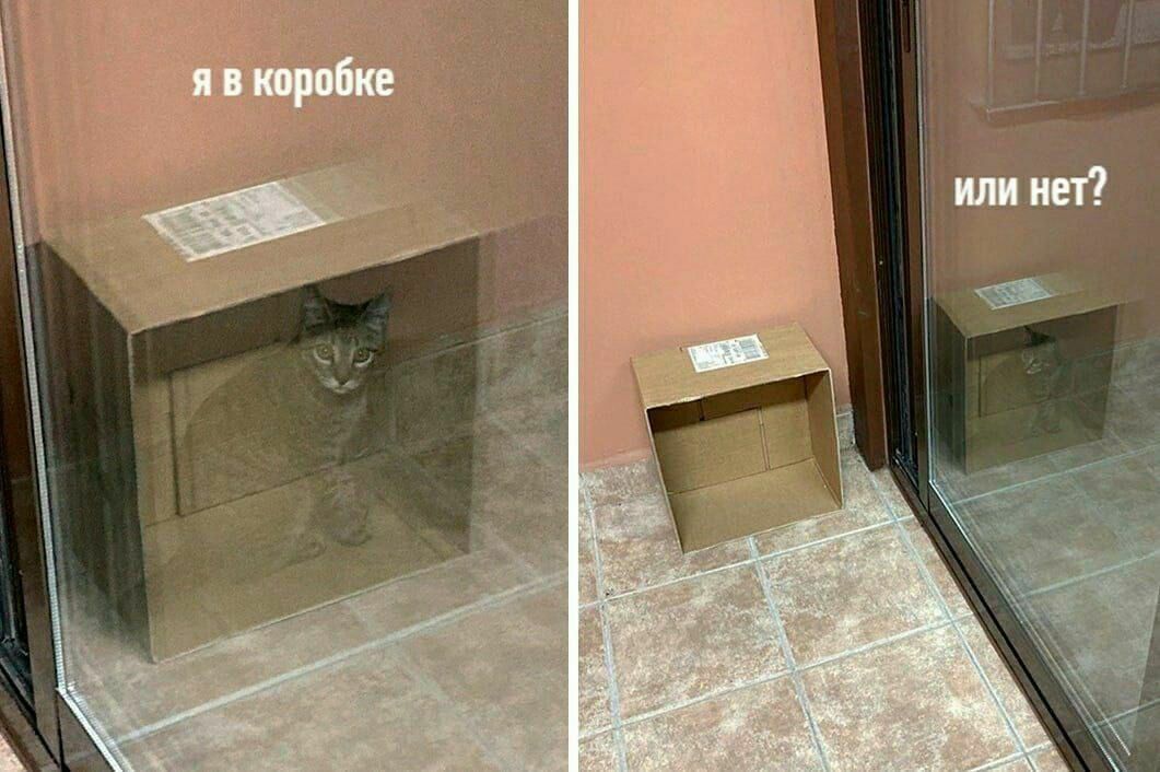 я в коробке или нет? 4 we 4