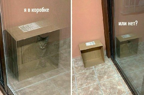 я в коробке или нет? 4 we 4