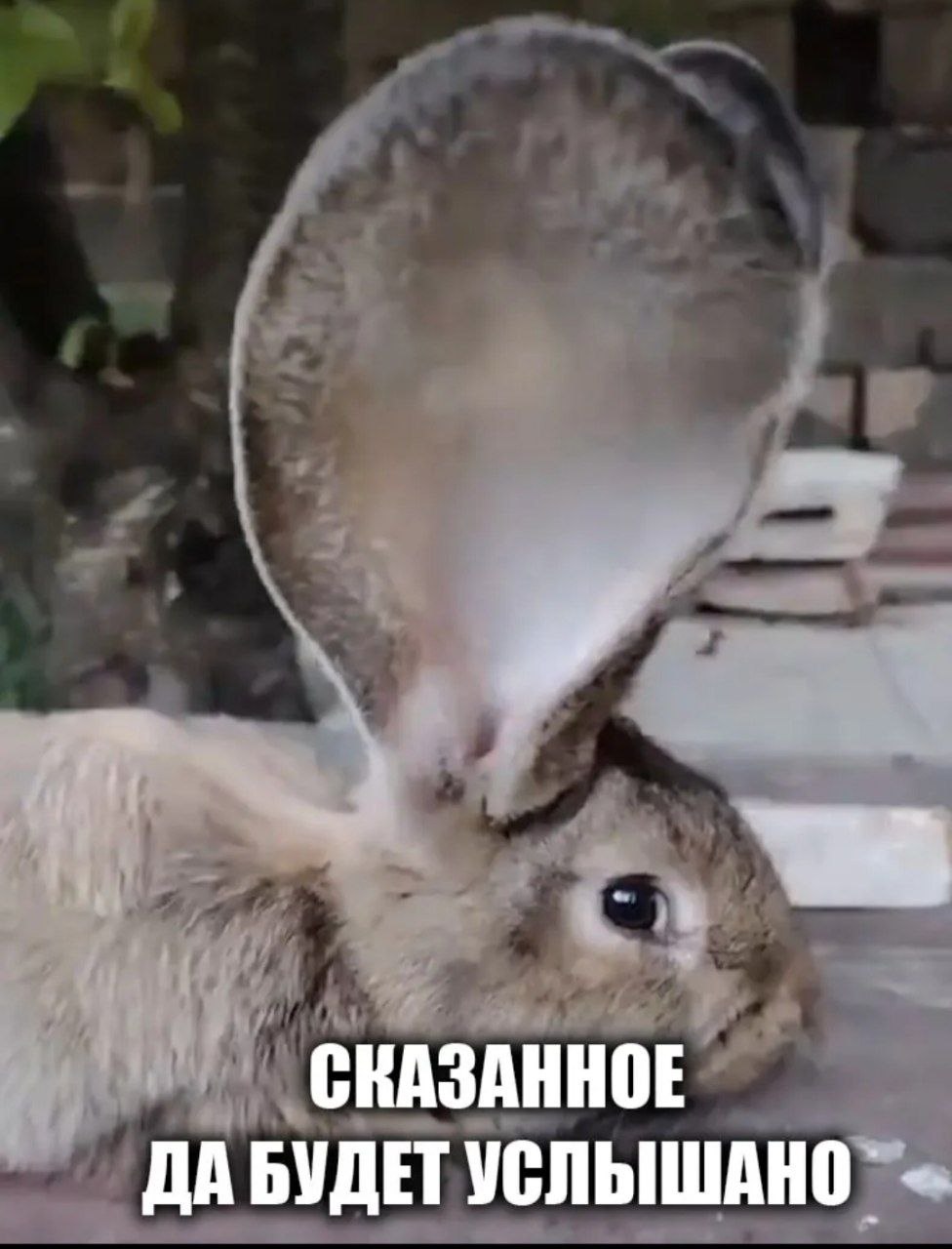 СКАЗАННОЕ