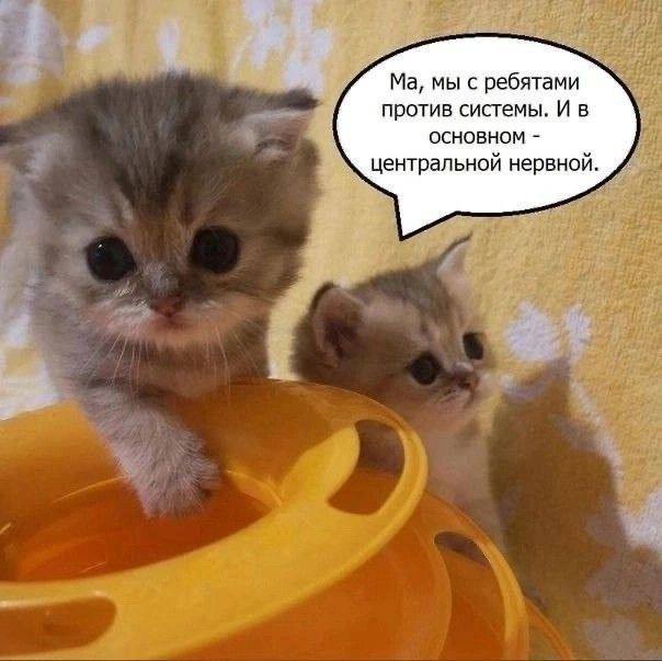 у мы с ребятами против системы. И в основном центральной нервной. центр