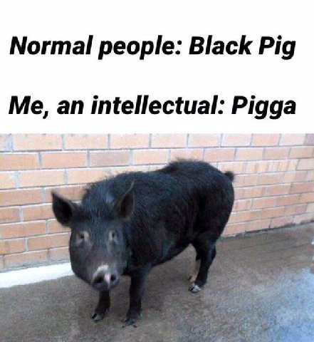 Normal people: Black Pig Me, an intellectual: Pigga