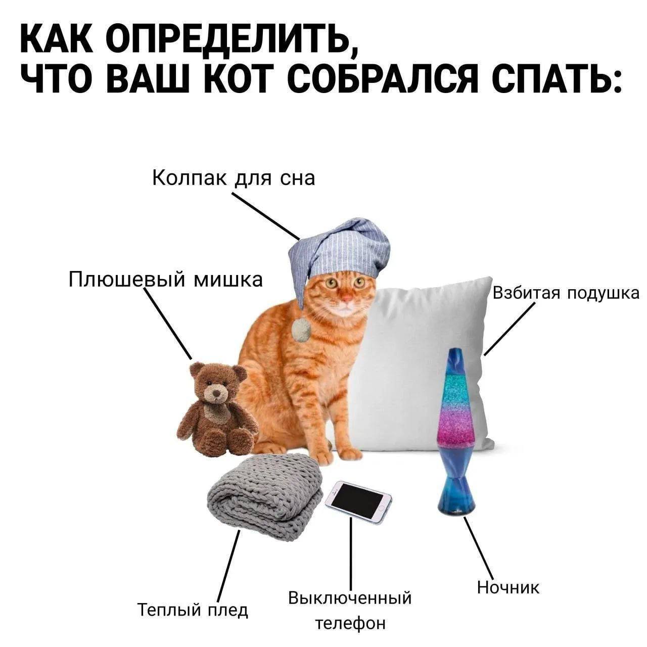 КАК ОПРЕДЕЛИТЬ, ЧТО ВАШ КОТ СОБРАЛСЯ СПАТЬ: Колпак для сна Плюшевый мишка Взбитая подушка Ночник Теплый плед Выключенный телефон